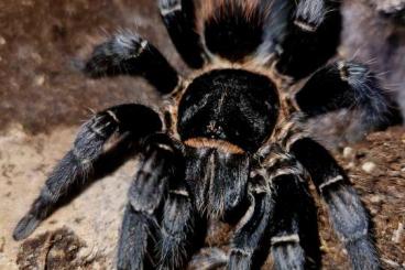 Spinnen und Skorpione kaufen und verkaufen Foto: G.roseas, Xenesthis spec bright, Plesiopelma spec Spinnen und Skorpione kaufen und verkaufen Foto: G.roseas, Xenesthis spec bright, Plesiopelma spec