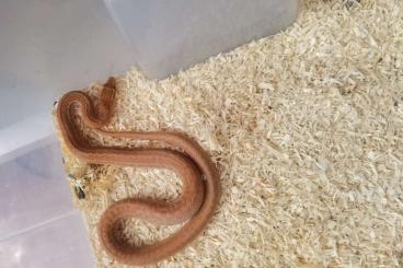 Schlangen kaufen und verkaufen Foto: Boaedons group - 22 snakes