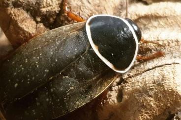 Insekten kaufen und verkaufen Foto: Divers cockroaches, cubaris...