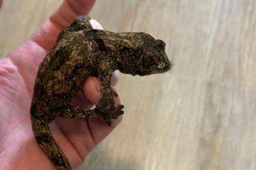 Geckos kaufen und verkaufen Foto: M. Chahoua Pine Island Juschka line DNZ 23 Geckos kaufen und verkaufen Foto: M. Chahoua Pine Island Juschka line DNZ 23