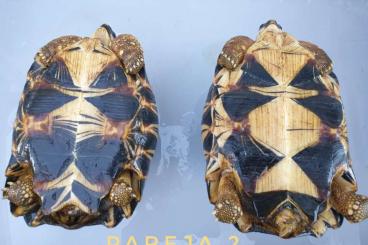 Schildkröten  kaufen und verkaufen Foto: Astrochelys Radiata endoskopiert