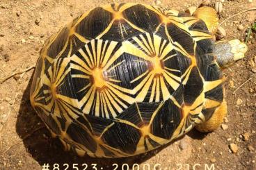 Turtles and Tortoises kaufen und verkaufen Photo: Astrochelys Radiata Naczuchten