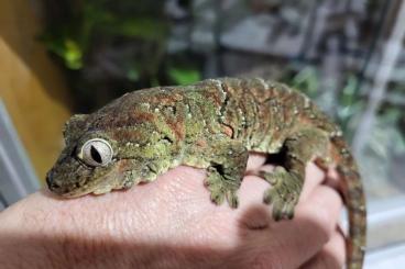 Geckos kaufen und verkaufen Foto: 1,1 Mniarogekko chahoua (NZ 2021) - eierlegend
