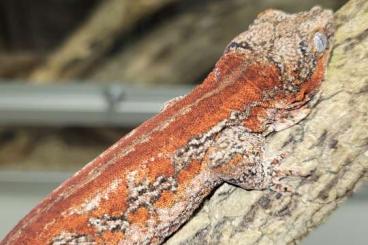 Geckos kaufen und verkaufen Foto: 2,2 R. auriculatus (NZ 2022 / 2021)
