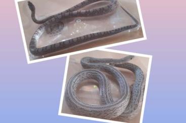 Snakes kaufen und verkaufen Photo: Kornnatter Pantherophis guttatus Shatter Tessera 