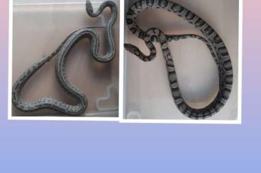 Schlangen kaufen und verkaufen Foto: Pantherophis guttatus Shatter Tessera / Kornnatter 