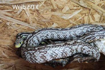 Snakes kaufen und verkaufen Photo: Verschiedene Kornnattern abzugeben 