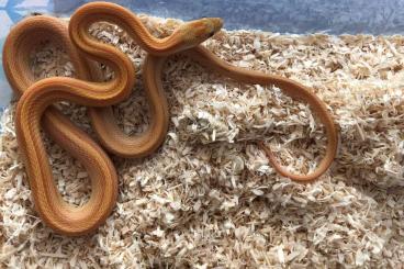 Schlangen kaufen und verkaufen Foto: Buf amber stripe,Buf hypo stripe, Butter stripe corn snake