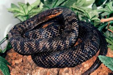 Colubrids kaufen und verkaufen Photo: Dionenatter / Elaphe Dione Vipera 0.1 Colubrids kaufen und verkaufen Photo: Dionenatter / Elaphe Dione Vipera 0.1