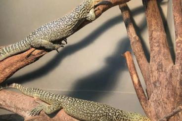 Warane kaufen und verkaufen Foto: 2.0 Varanus Melinus adult 