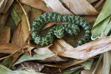 Giftschlangen kaufen und verkaufen Photo: Protobothrops mangshanensis CB25