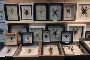 Insekten kaufen und verkaufen Foto: Börse 05.07.25 Wörth am Rhein -Wir sind mit dabei-