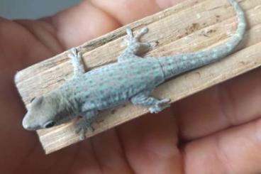 Echsen  kaufen und verkaufen Foto: Phelsuma für Hamm am. 9.9.2022