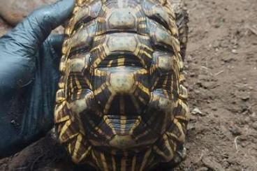 Turtles and Tortoises kaufen und verkaufen Photo: 1.1. Breeding couple Geochelone elegans 
