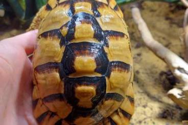 Landschildkröten kaufen und verkaufen Foto: Offering Testudo kleinmanni 1.2 