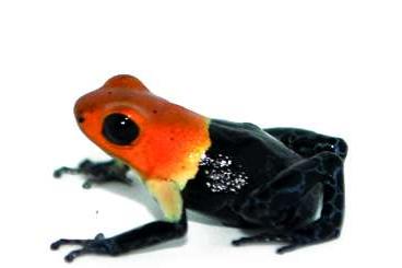 frogs kaufen und verkaufen Photo: For Hamm - FROG LIST - wholesale & export possible