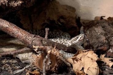 Giftschlangen kaufen und verkaufen Foto: 1.1 Crotalus lutosus ÖNZ 2020 Giftschlangen kaufen und verkaufen Foto: 1.1 Crotalus lutosus ÖNZ 2020