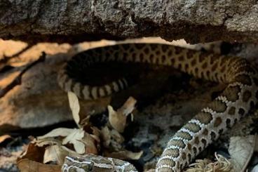 Giftschlangen kaufen und verkaufen Foto: 1.1 Crotalus lutosus ÖNZ 2020