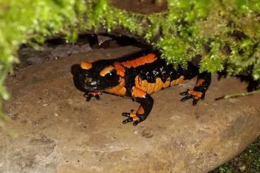 Salamander kaufen und verkaufen Foto: Suche Salamandra s.t. solling rot