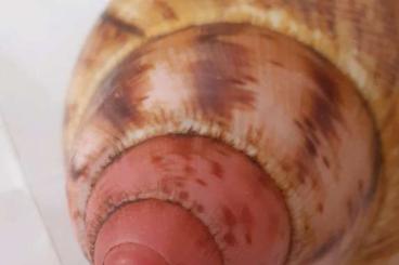 Mollusca kaufen und verkaufen Photo: Archachatina marginata suturalis  Achatschnecken  - ca. 40 Jungtiere