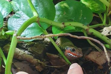 Skinke kaufen und verkaufen Foto: 1.1 (?) Mochlus (Lepidothyris) fernandi, Feuerskink 