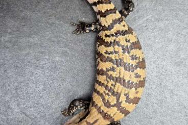 Echsen kaufen und verkaufen Foto: Tiliqua sp. "Irian Jaya" | Blauzungenskink | Blue tongue skink Echsen kaufen und verkaufen Foto: Tiliqua sp. "Irian Jaya" | Blauzungenskink | Blue tongue skink