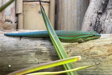 Lizards kaufen und verkaufen Photo: Verkaufe Phelsuma cepediana