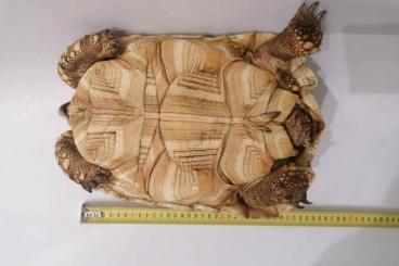 Landschildkröten kaufen und verkaufen Foto: 1.3 stigmochelys pardalis babcocki