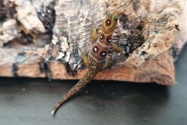 Geckos kaufen und verkaufen Photo: Hamm, phelsuma, Gonatodes 