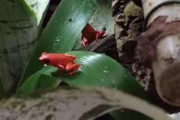 Poison dart frogs kaufen und verkaufen Photo: Oophaga pumilio El Dorado Almirate Erdbeerfrosch Marktheidenfeld