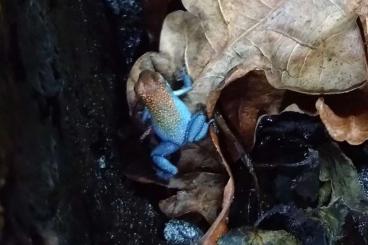 Poison dart frogs kaufen und verkaufen Photo: Oophaga pumilio el dorado escudo Terra Rep