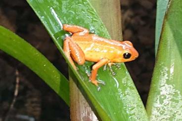 Pfeilgiftfrösche kaufen und verkaufen Foto: Oophaga pumilio El Dorado Erdberfrosch Pfeilgiftfrösche kaufen und verkaufen Foto: Oophaga pumilio El Dorado Erdberfrosch