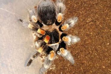 - bird spiders kaufen und verkaufen Photo: Males | Females for Weinstadt-may-4