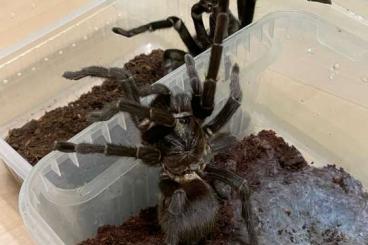 - bird spiders kaufen und verkaufen Photo: Females/Weibchen for Weinstadt fair MAY 3