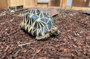 Landschildkröten kaufen und verkaufen Foto: Biete Geochelone platynota