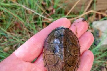 Sumpfschildkröten kaufen und verkaufen Foto: Sternotherus caritatus aveilable Sumpfschildkröten kaufen und verkaufen Foto: Sternotherus caritatus aveilable