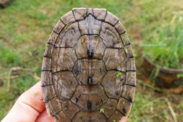 Sumpfschildkröten kaufen und verkaufen Foto: Graptemys pseudogeographica couple