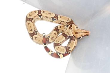 Boas kaufen und verkaufen Photo: Boa constrictor constrictor (Surinam) Rotschwanzboas 0.2 + 0.6 Boas kaufen und verkaufen Photo: Boa constrictor constrictor (Surinam) Rotschwanzboas 0.2 + 0.6