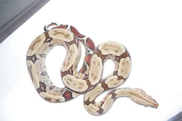 Boas kaufen und verkaufen Foto: Boa constrictor constrictor (Surinam) Rotschwanzboas 0.2 + 0.6 Boas kaufen und verkaufen Foto: Boa constrictor constrictor (Surinam) Rotschwanzboas 0.2 + 0.6