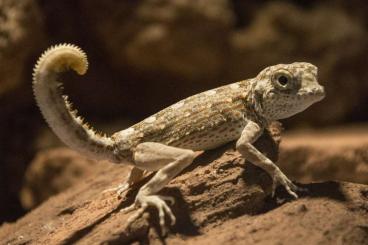 Geckos kaufen und verkaufen Photo: 1.0 Pristurus carteri - NUR IN GUTE HÄNDE!