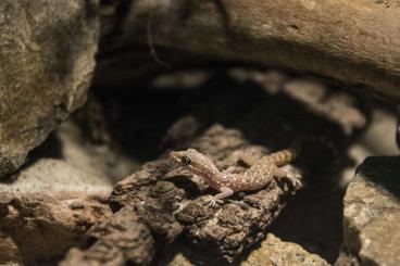 Geckos kaufen und verkaufen Foto: 0.1 Tropiocolotes steudneri, Zwergwüstengecko weiblich