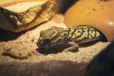 Geckos kaufen und verkaufen Photo: 0.1 Paroedura picta, Madagaskar Großkopfgecko weiblich - DRINGEND