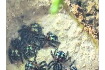 Spiders and Scorpions kaufen und verkaufen Photo: Typhochlaena seladonia Nachzuchten 1.FH Spiders and Scorpions kaufen und verkaufen Photo: Typhochlaena seladonia Nachzuchten 1.FH