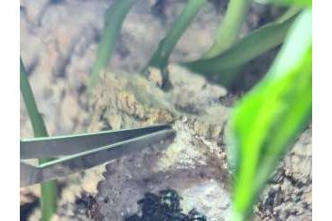 Spinnen und Skorpione kaufen und verkaufen Foto: Typhochlaena seladonia Nachzuchten N1-N2 Spinnen und Skorpione kaufen und verkaufen Foto: Typhochlaena seladonia Nachzuchten N1-N2