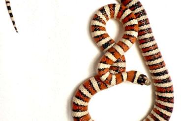Schlangen kaufen und verkaufen Foto: Lampropeltis Pyromelana Pyromelana Schlangen kaufen und verkaufen Foto: Lampropeltis Pyromelana Pyromelana
