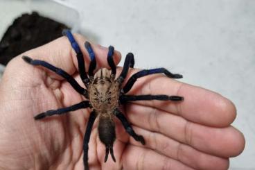 - bird spiders kaufen und verkaufen Photo: ﻿Birupes simoroxigorum sub adult ~ adult 10~12cm