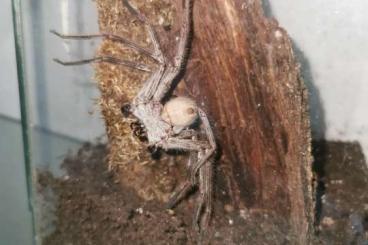 Spinnen und Skorpione kaufen und verkaufen Foto: Biete für Hamm. Spinnen und Skorpione kaufen und verkaufen Foto: Biete für Hamm.