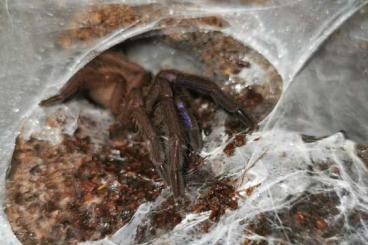 Spinnen und Skorpione kaufen und verkaufen Foto: Heteropoda davidbowie / Chilobrachys natanicharum              
