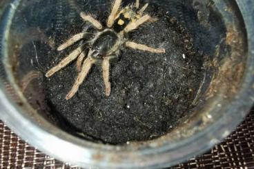 Spinnen und Skorpione kaufen und verkaufen Foto: Hapalopus guerreroi. Spinnen und Skorpione kaufen und verkaufen Foto: Hapalopus guerreroi.