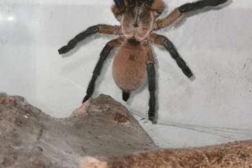 Spiders and Scorpions kaufen und verkaufen Photo: Biete zum Versand Spiders and Scorpions kaufen und verkaufen Photo: Biete zum Versand